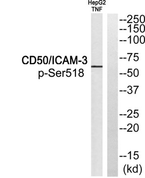 CD50 (phospho Ser518) rabbit pAb