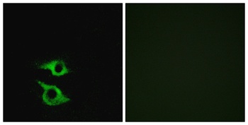 Olfactory receptor 5AP2 rabbit pAb