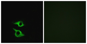 Olfactory receptor 5AP2 antibody