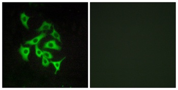 GPR100 antibody