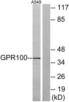 GPR100 antibody