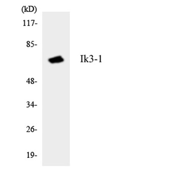 CYP26C1 rabbit pAb