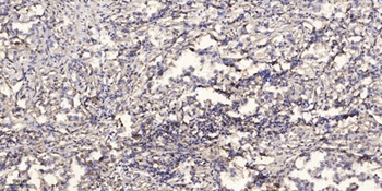 Synaptotagmin X rabbit pAb