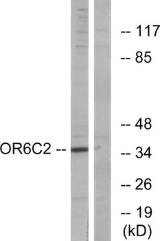 Olfactory receptor 6C2 rabbit pAb