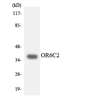 Olfactory receptor 6C2 rabbit pAb