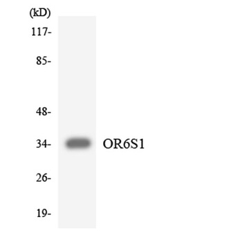 Olfactory receptor 6S1 rabbit pAb