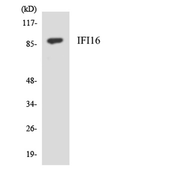 IFI-16 rabbit pAb