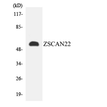 ZSCAN22 antibody
