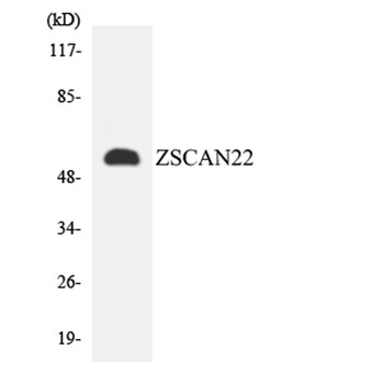 ZSCAN22 rabbit pAb