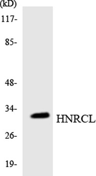 hnRNP CL1 rabbit pAb