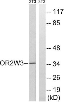 Olfactory receptor 2W3 rabbit pAb