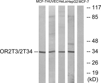 Olfactory receptor 2T3/34 antibody