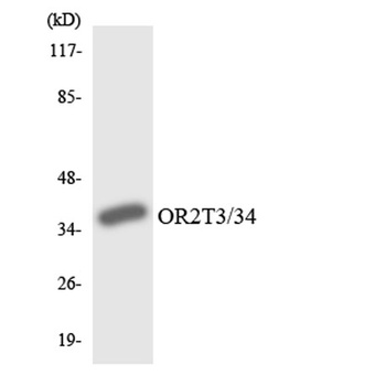 Olfactory receptor 2T3/34 antibody
