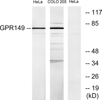 GPR149 rabbit pAb