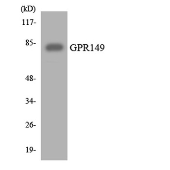 GPR149 rabbit pAb