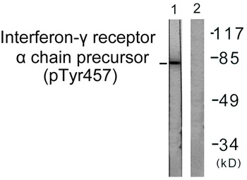IFN-gamma R alpha (phospho-Tyr457) antibody