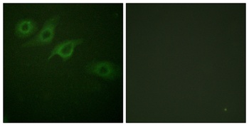 IFN-γRα rabbit pAb