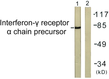 IFN-gamma R alpha antibody