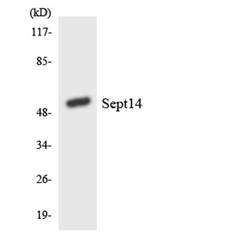 Septin 14 rabbit pAb