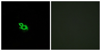 Olfactory receptor 2A42 rabbit pAb
