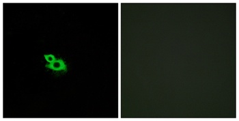 Olfactory receptor 2A42 antibody