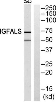 ALS antibody