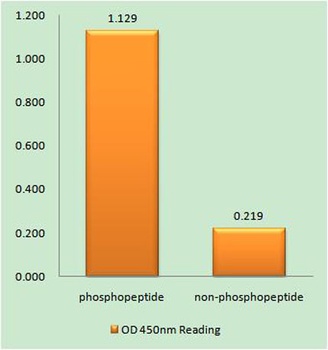 IGFBP3 (phospho Ser183) rabbit pAb