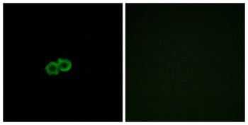 GPR142 rabbit pAb Antibody