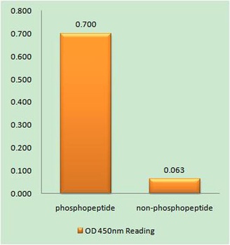 FAS (phospho Tyr291) rabbit pAb