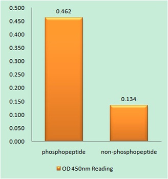 IKKβ (phospho Tyr188) rabbit pAb