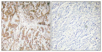 IL-1α rabbit pAb