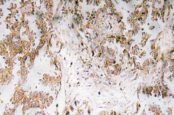 IL-1α rabbit pAb