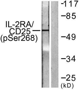 IL2R alpha (phospho-Ser268) antibody