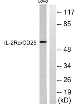 IL2R alpha antibody