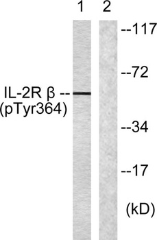 IL2R beta (phospho-Tyr364) antibody