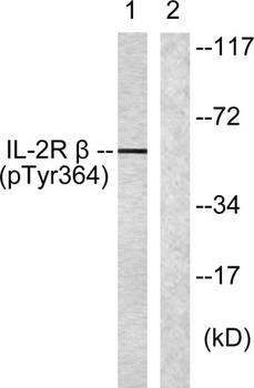 IL-2Rβ (phospho Tyr364) rabbit pAb