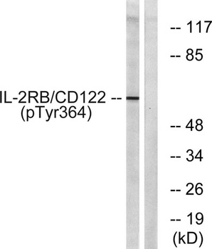 IL2R beta (phospho-Tyr364) antibody