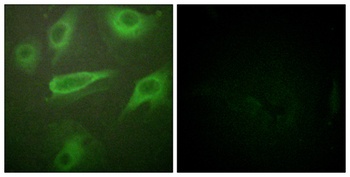 IL-4Rα (phospho Tyr497) rabbit pAb