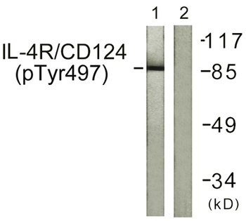 IL4R alpha (phospho-Tyr497) antibody
