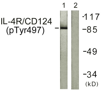 IL-4Rα (phospho Tyr497) rabbit pAb