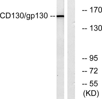 CD130 rabbit pAb