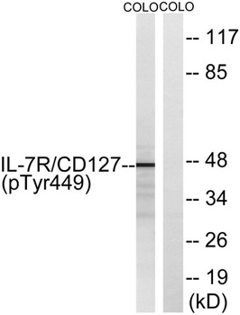IL7R (phospho-Tyr449) antibody
