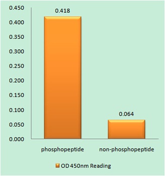 IL-8Rβ (phospho Ser347) rabbit pAb