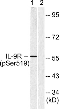 IL-9R (phospho Ser519) rabbit pAb