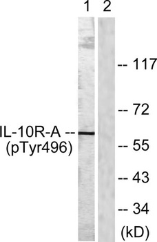 IL-10Rα (phospho Tyr496) rabbit pAb