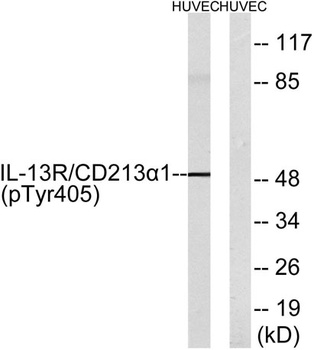 IL-13Rα1 (phospho Tyr405) rabbit pAb