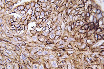 AQP3 rabbit pAb Antibody