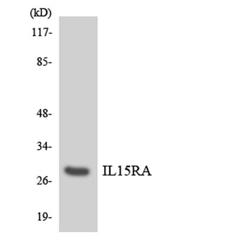 IL-15Rα rabbit pAb