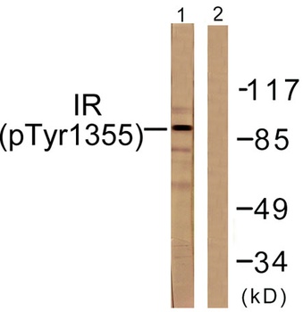Insulin R (phospho Tyr1355) rabbit pAb
