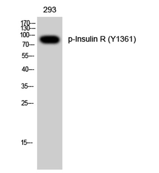 Insulin R (phospho Tyr1361) rabbit pAb